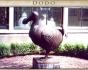 Dodo